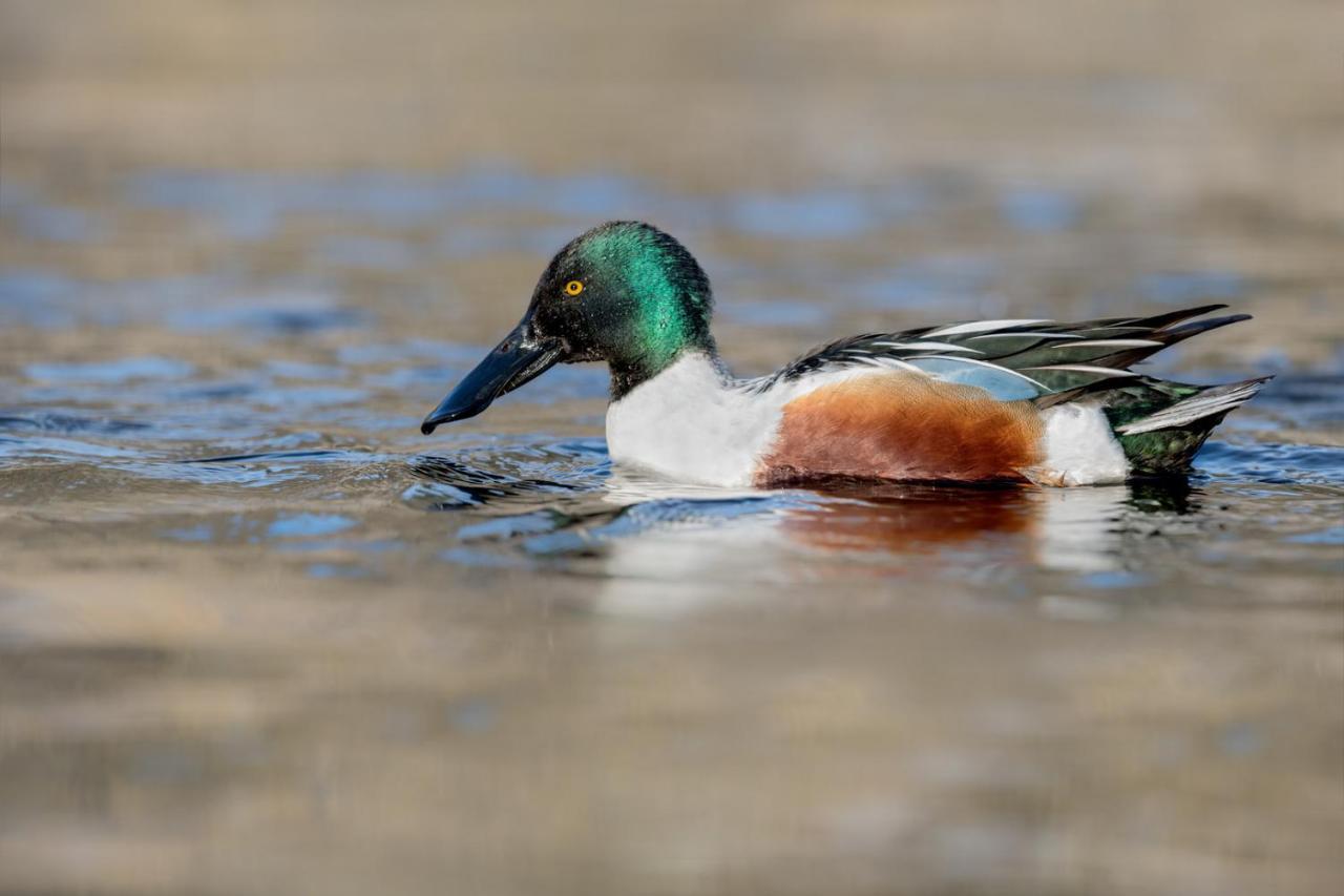 Fewo Im Naturschutzgebiet Hiddenhausen Exteriör bild