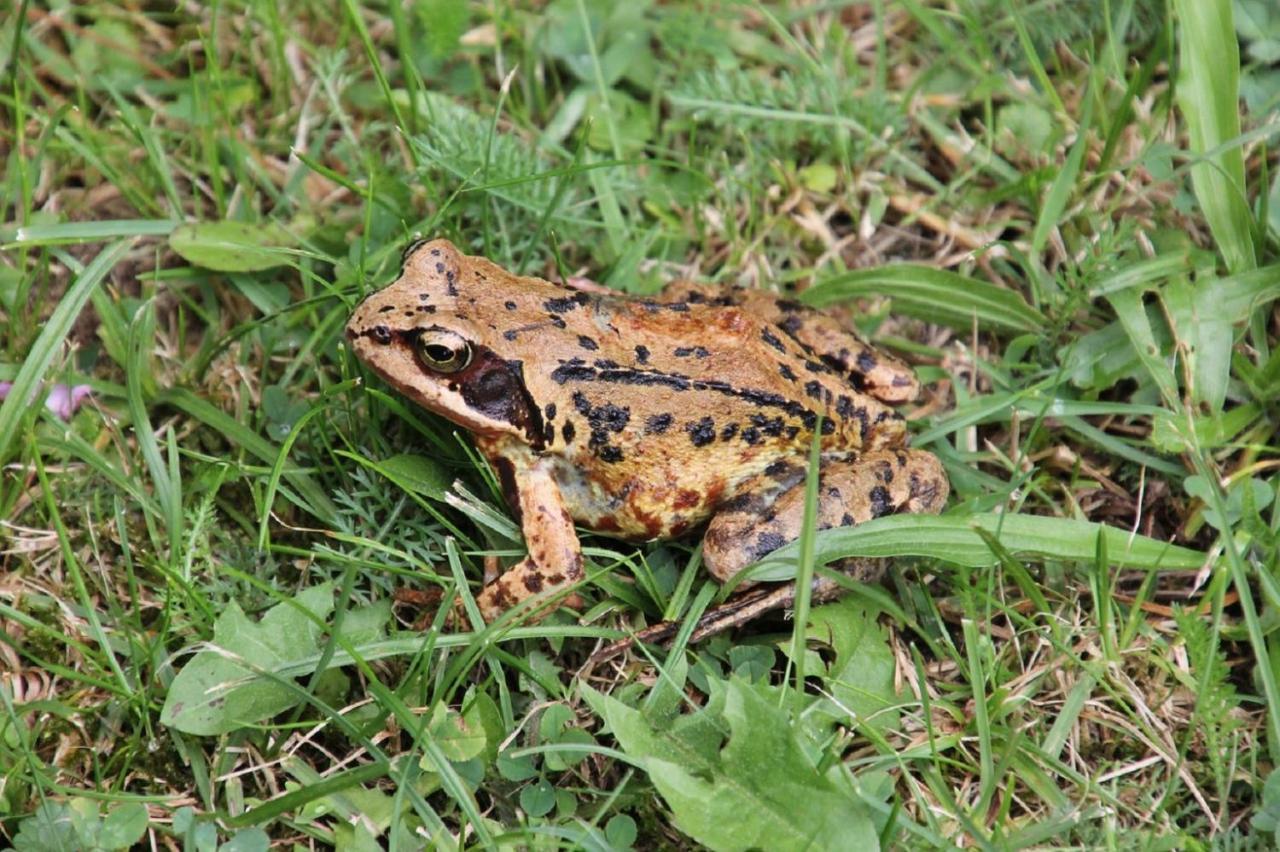 Fewo Im Naturschutzgebiet Hiddenhausen Exteriör bild