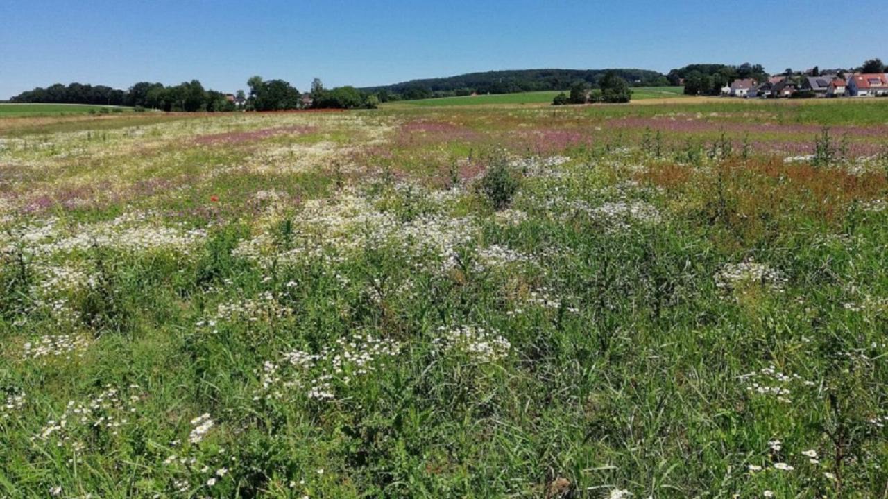 Fewo Im Naturschutzgebiet Hiddenhausen Exteriör bild